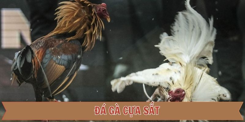 Đá Gà Cựa Sắt 789F – Nơi Chiến Kê Thể Hiện Tài Năng Kỹ Thuật
