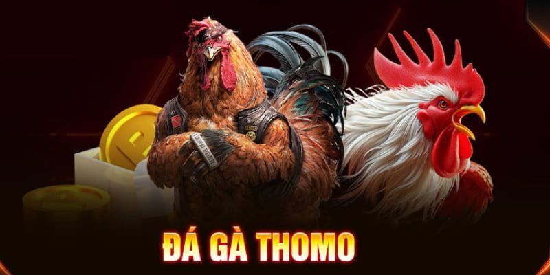 Đá Gà Thomo – Bùng Nổ Cùng Những Diễn Biến Đầy Kịch Tính