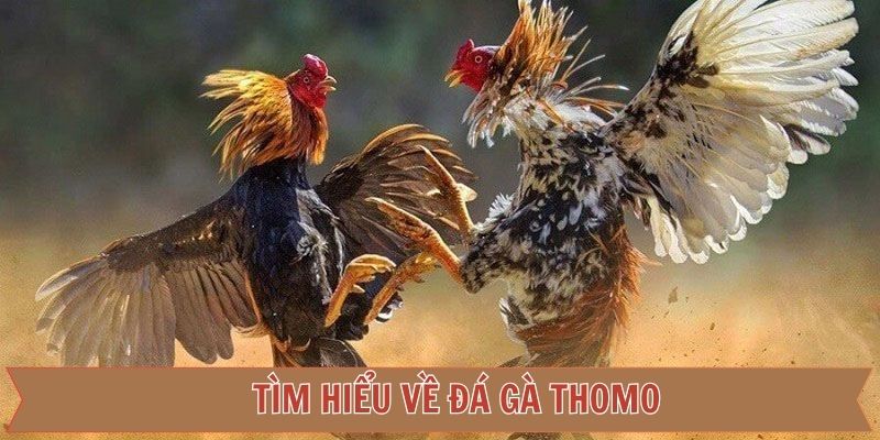 Khái quát về đá gà Thomo