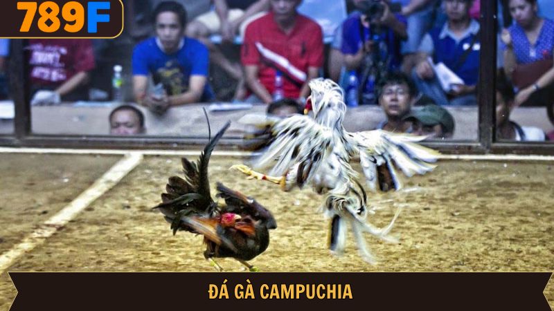Đá Gà Campuchia – Săn Thưởng Hấp Dẫn Tại 789F