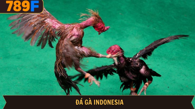 Đá Gà Indonesia 789F: Điểm Đến Giải Trí Trực Tuyến Hàng Đầu