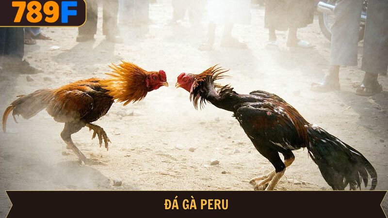 Đá Gà Peru – Hình Thức Giải Trí Kịch Tính Tại 789F