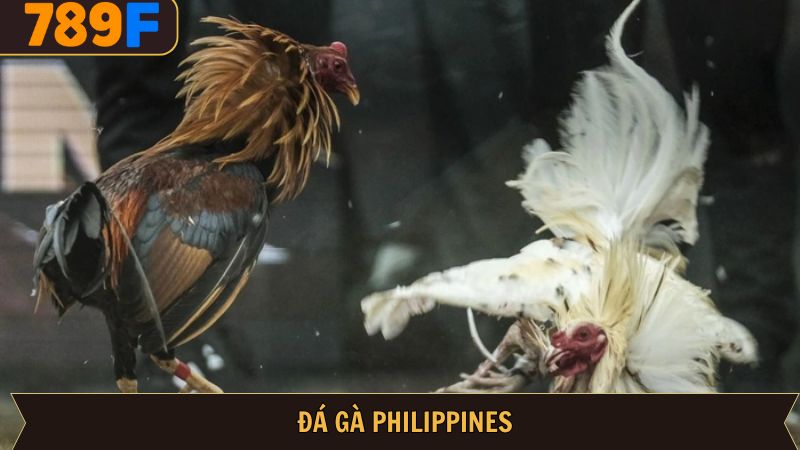 Đá Gà Philippines – Trải Nghiệm Thăng Hoa, Kiếm Tiền Hấp Dẫn