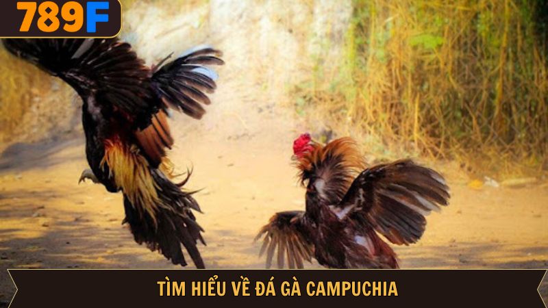 Tổng quan đôi nét về bộ môn đá gà đầy ấn tượng